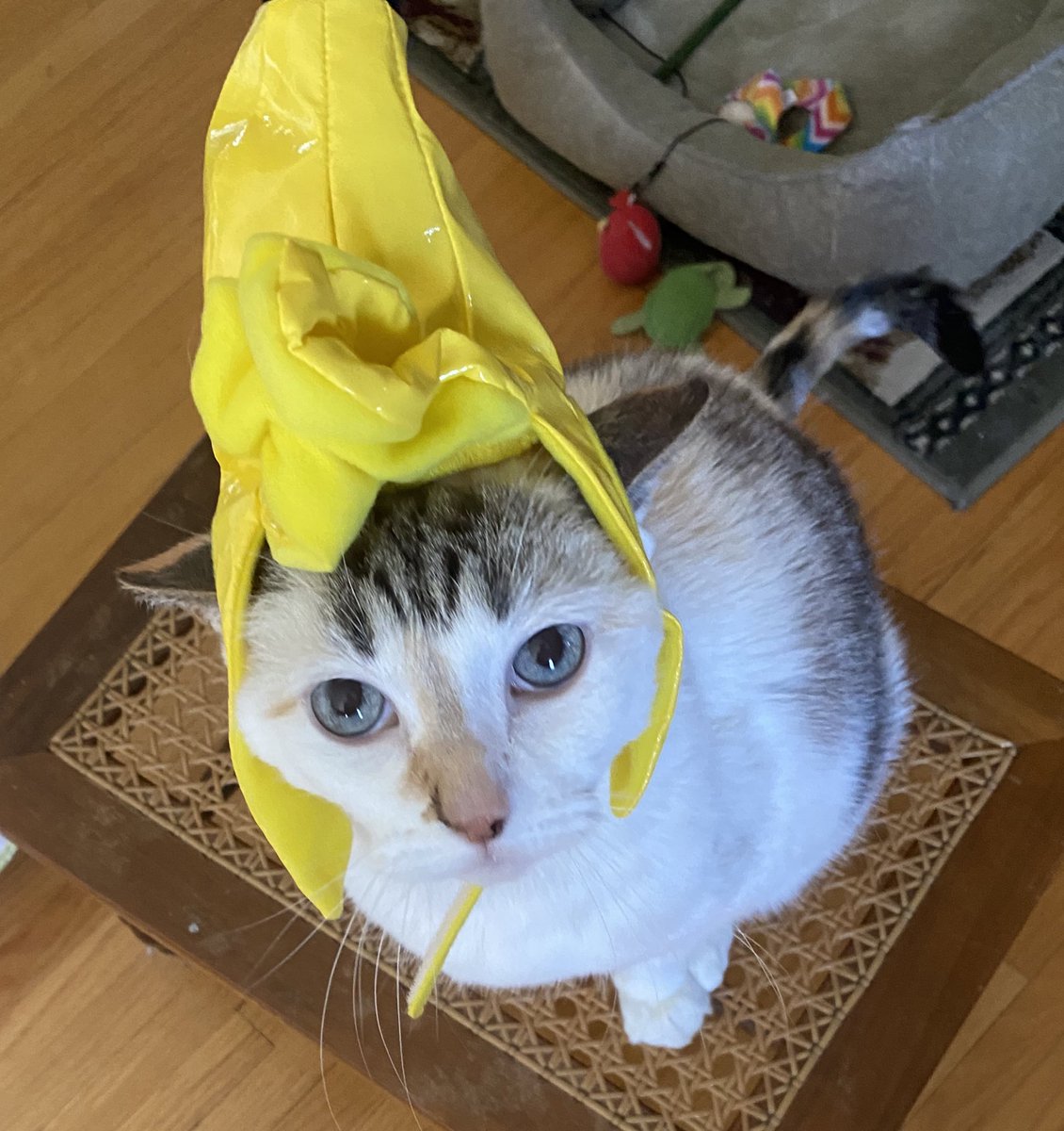 Pincy’s #Halloween joke of the day:
What do you call a tired skeleton on Halloween?
The grim sleeper.
P.S. I’m a banana. https://t.co/8sGG7kf8P3
