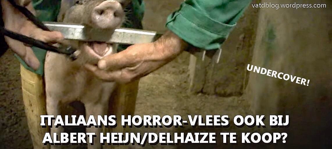 AnnaDekker's tweet photo. Gruwelijke beelden gemaakt op n varkensboerderij die levert aan vleeswarenmerk Fratelli Beretta, te koop bij Albert Heijn.
Te zien is hoe dieren wreed worden behandeld, tanden onverdoofd getrokken en hard geraakt met trappen, stoten en ijzeren pijpen.
https://t.co/qpLNmDD5pz https://t.co/0hTabuSgFj
