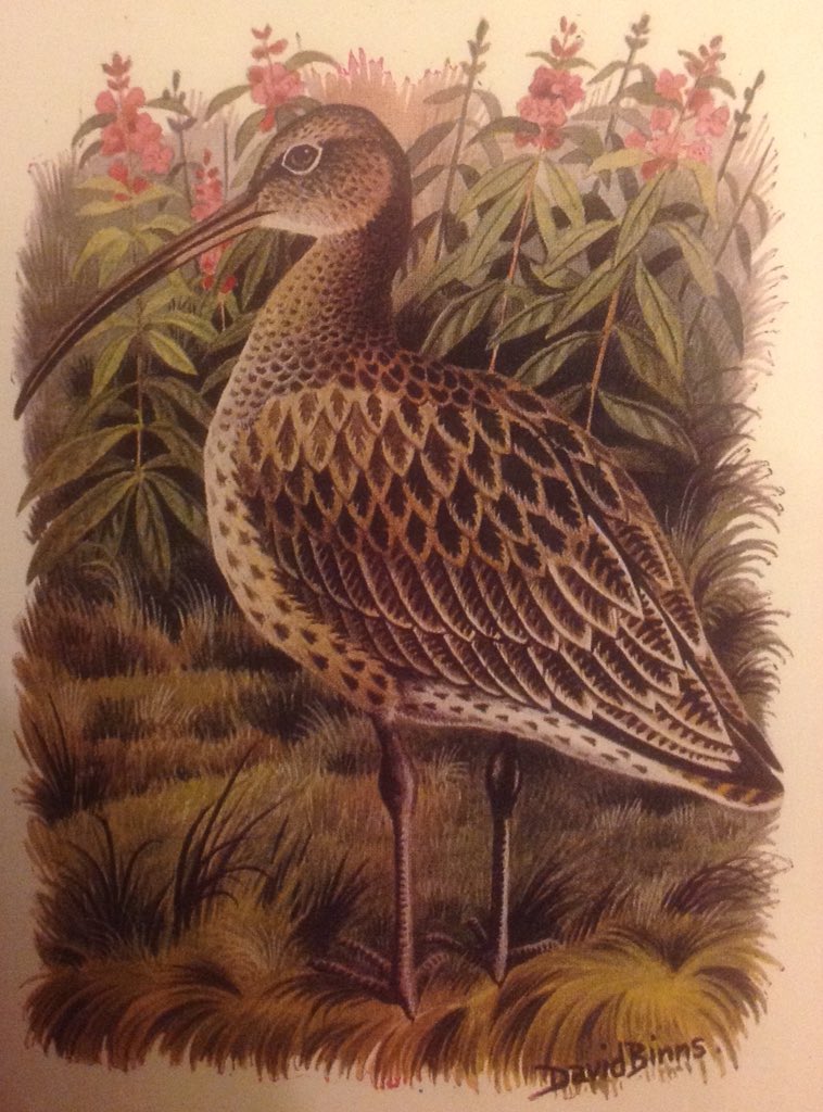 WR Mitchell tweet media