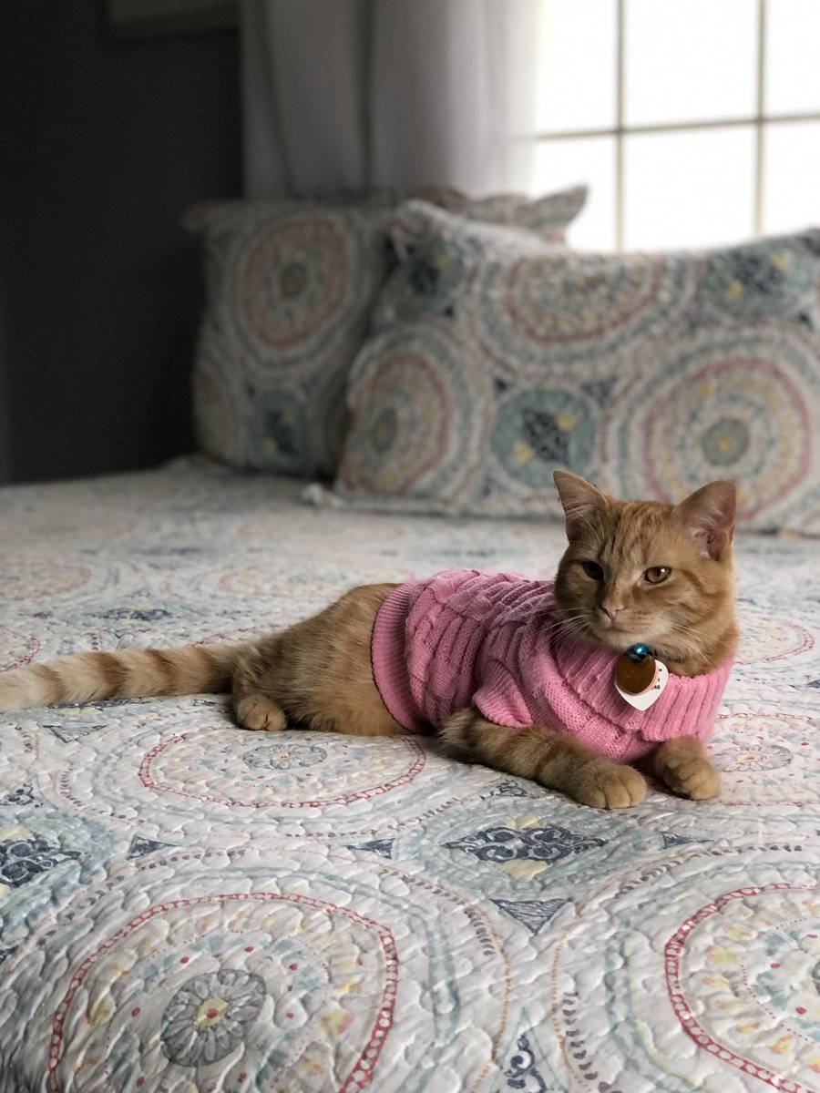_builtf0rdtough's tweet photo. Stop what you are doing and look at my cat being a model in her sweater https://t.co/irkc61tYM9