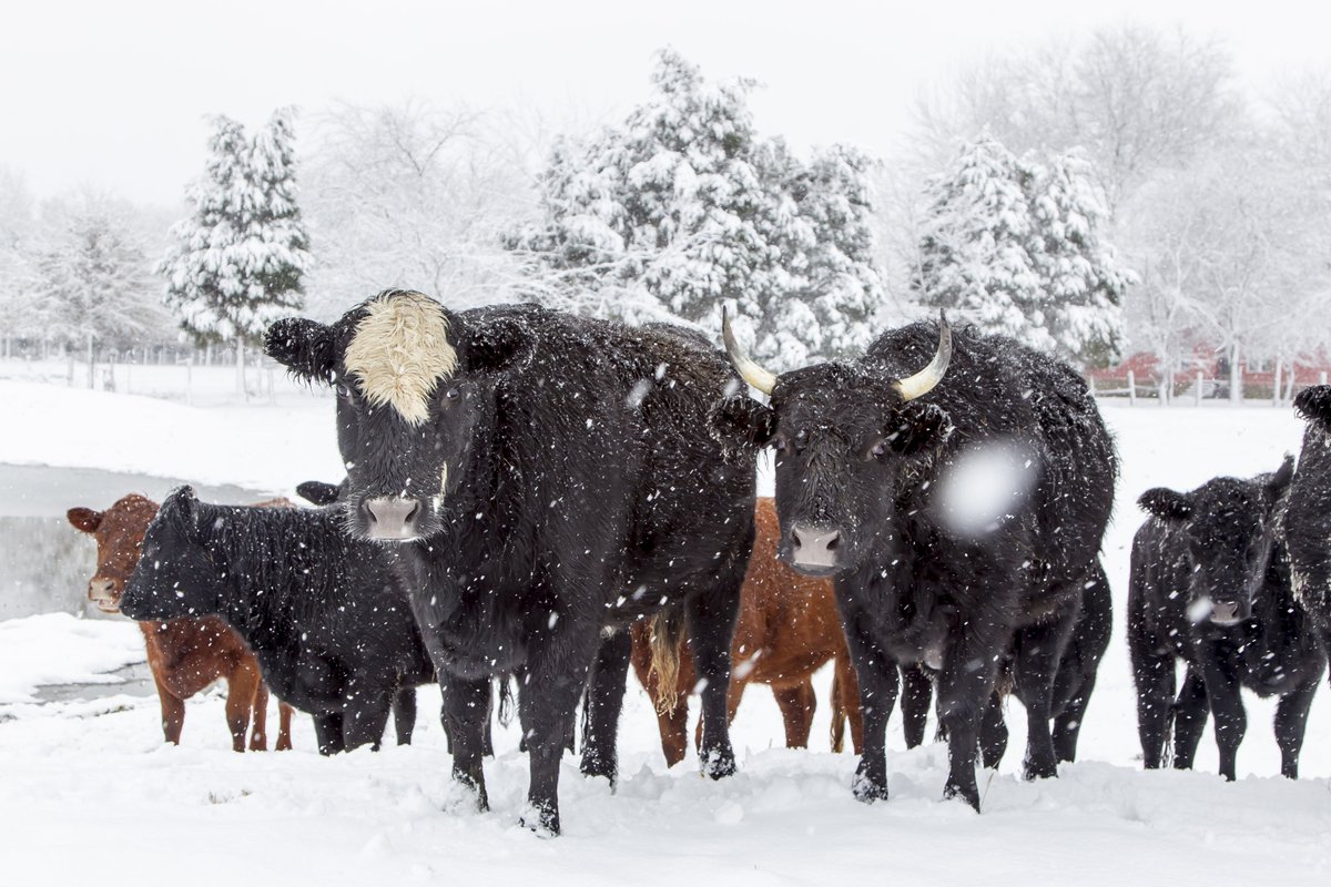 adellegervin's tweet photo. Expand your knowledge with these self-taught online courses! Last chance to register for Winter Feeding and Grazing and Integrated Crop Management. https://t.co/pD2dWSn2Ii https://t.co/SiPrSdBpVw