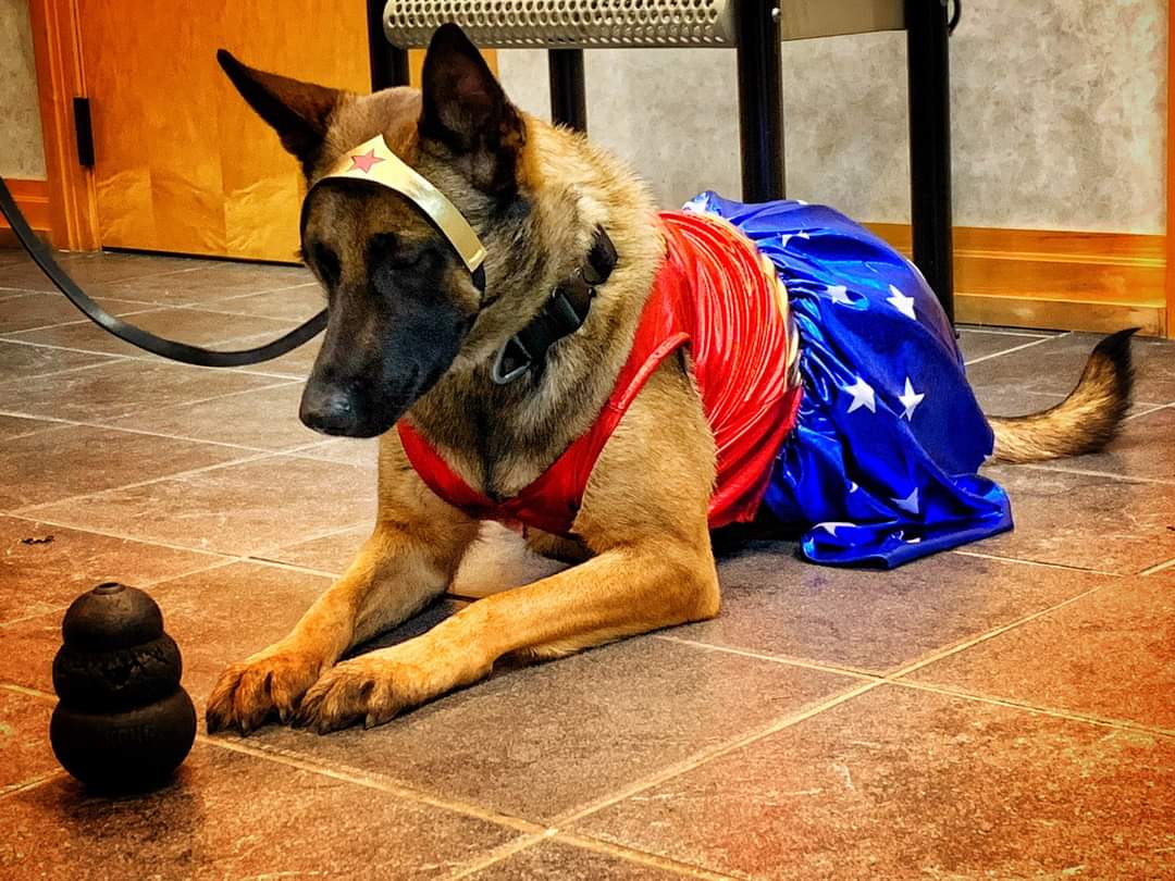 LititzPolice's tweet photo. #TrickorTreat is Oct 30th, from 6-8pm.  #K9Nicha aka #WONDERWOMAN is anxiously awaiting! Please drive carefully(SLOW DOWN) Be alert to all the kiddos in search of the good treats while also hoping they don’t end up at the house with Almond Joys or Mounds!! #LBPDK9 #LititzPolice https://t.co/KnEv6zh30a