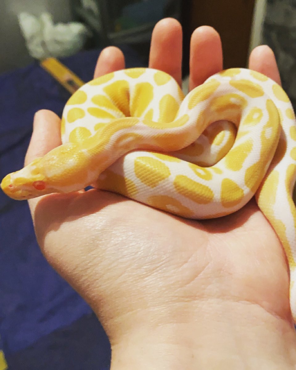Gingy89's tweet image. Just love her 🥰🐍 #albinoballpython