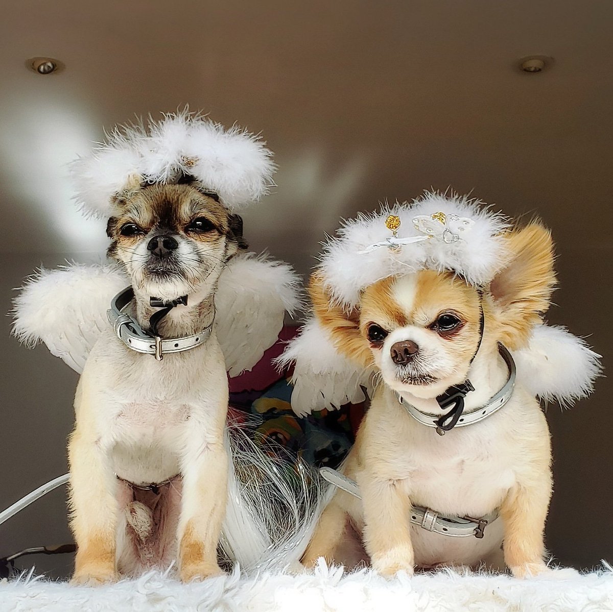 YeyushR's tweet photo. #Halloween Countdown!
If you look in the right place,
you might find your Angel on Earth.
DOGS are indeed
#ANGELS ON #EARTH.
They guard us.
They watch us. 
They love us.
It's not just
a coincidence that
they have #PURE #HEARTS.
 #angels #yeyushandrenzo https://t.co/mGVkB1O8f5