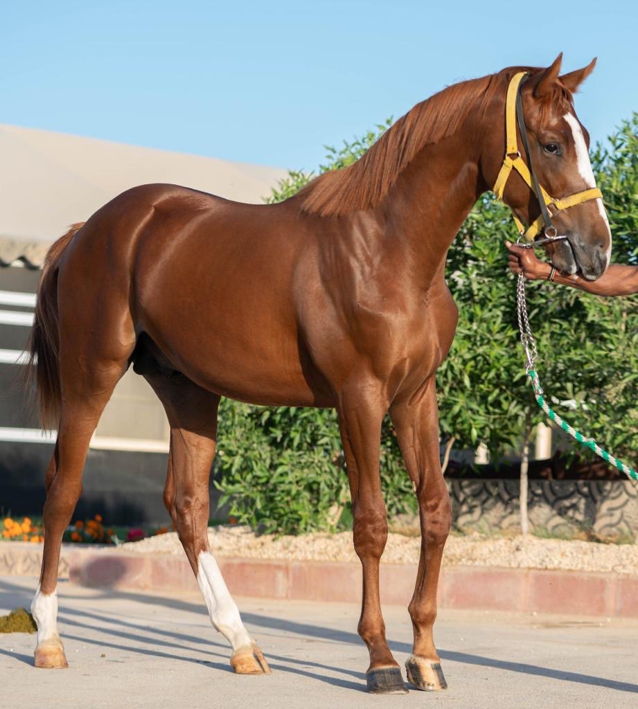 ss_majed's tweet photo. من معروضات مزاد نادي سباقات الخيل
مهر أشقر رقم ٤٣٨ https://t.co/k1IvOEKy6p
