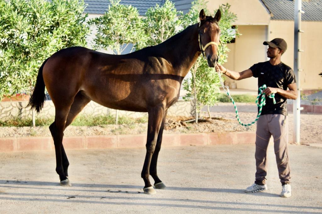 ss_majed's tweet photo. من مزاد نادي سباقات الخيل
مهره رقم ٤٠٢ https://t.co/7r8vyZ32VC