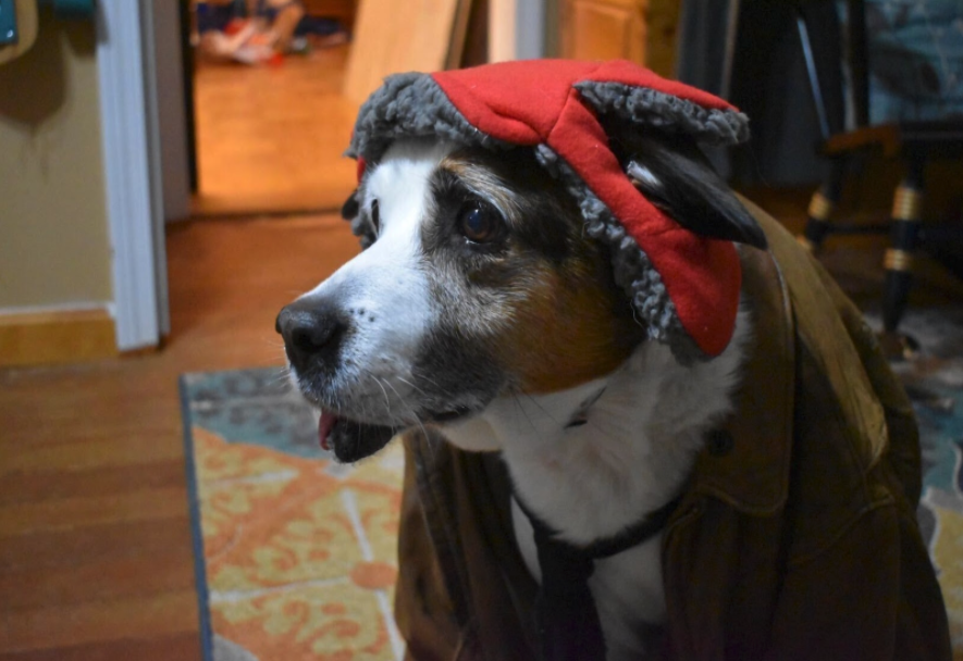 Addgene's tweet photo. Winner of the Addgenie pets Halloween costume contest! Dressed up as Holden Caufield from The Catcher in the Rye. ππΆ #LifeAtAddgene https://t.co/IZ48n07w3u