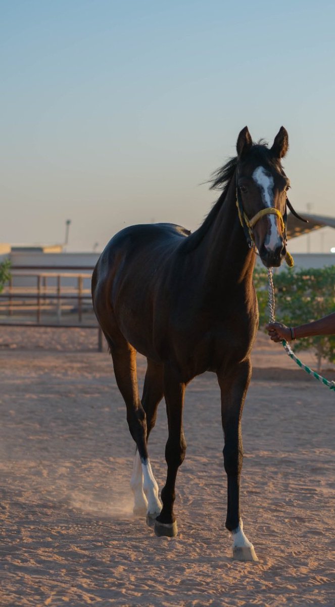 ss_majed's tweet photo. من معروضات مزاد نادي سباقات الخيل
مهره رقم ٢٠٨ https://t.co/0sy8pVvlO1