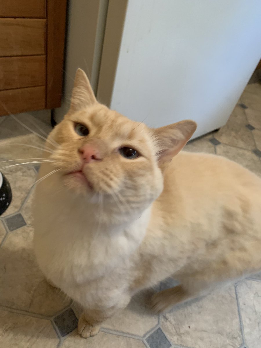 goodboyalfie tweet picture