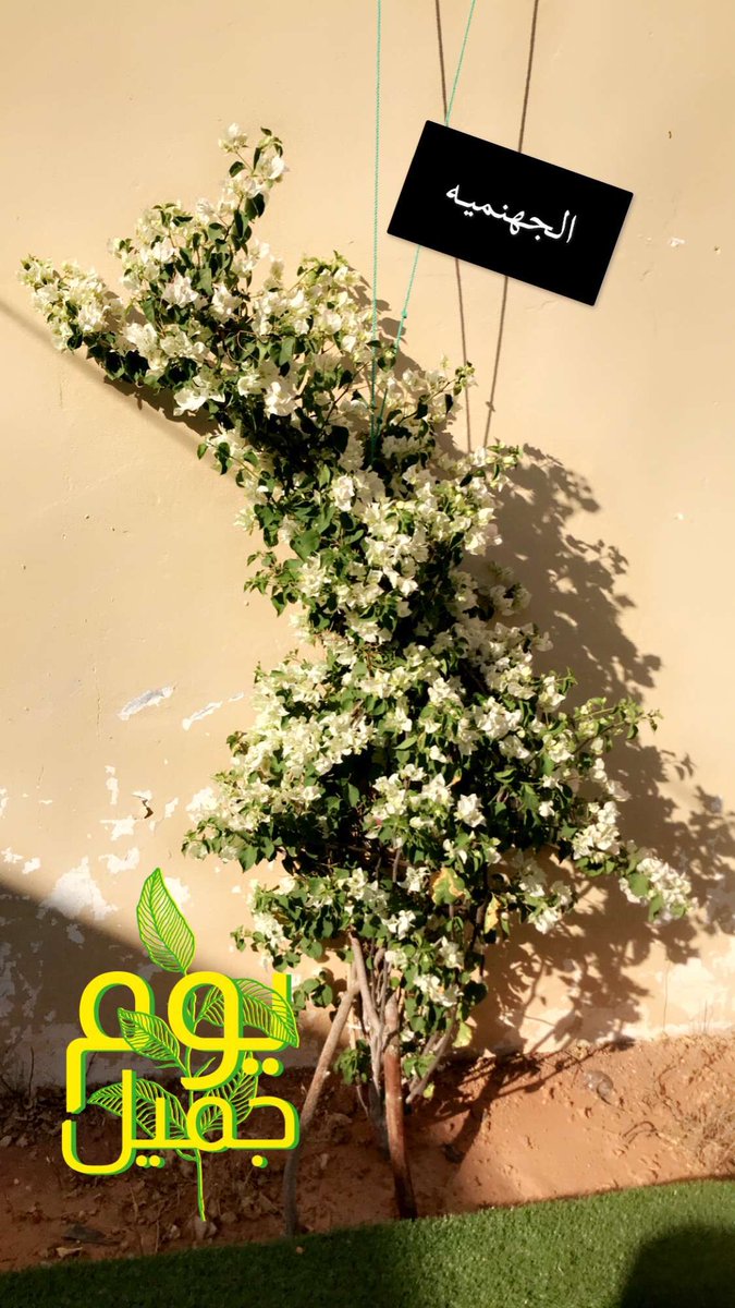 فرحـان الشلاقي 🌱 tweet media