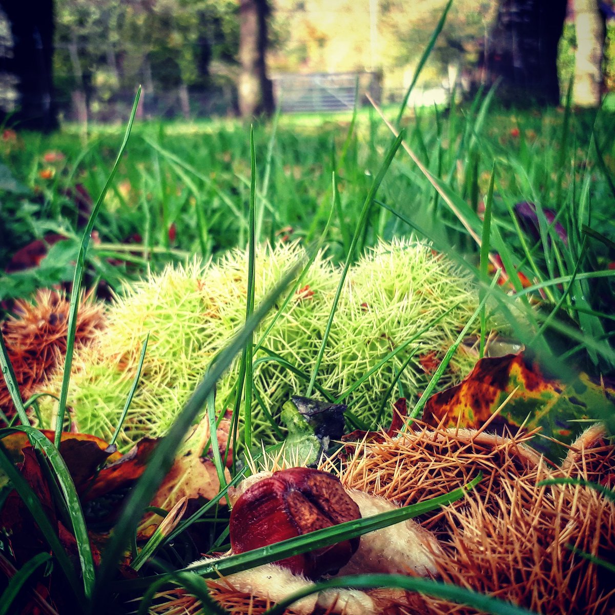 AJStiles12's tweet photo. Autumn treasures #Autumnwatch #autumnphotography https://t.co/FVqvYpi5CW