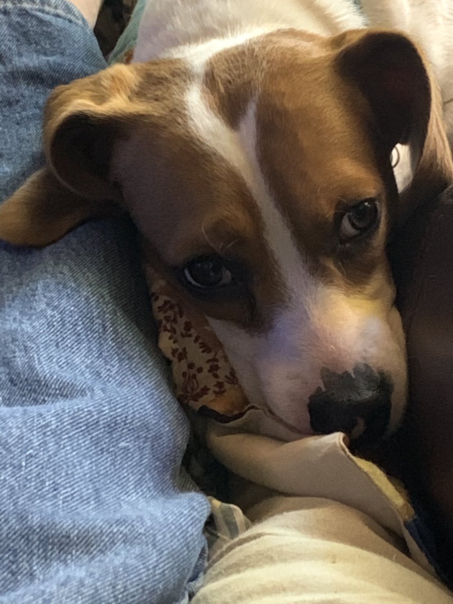 BeagleHumphrey's tweet photo. Bring back #hugs. 2020 has robbed us of human touch and we are worse for it. Hug a #beagle, you will feel better. I don’t advise hugging #cats. #beagleKindness. #fact #2020sucks https://t.co/EBmAdR41EC