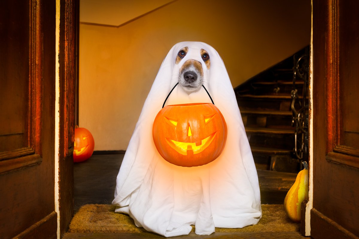 MillCreekRes's tweet photo. Did we mention all our communities are pet-friendly? We love your furry companions, especially seeing them all dressed up for this weekend! #MillCreekRes #PetsofTwitter https://t.co/L2SNEV7RlM