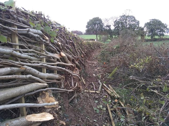 Another hedge sorted.  Stafford style cutting.  Even the pheasants can't get through this as the dog pegged one.  She was released unharmed. #Staffordshire #Stafford #hedge
