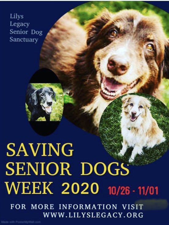 Pawsitive Landing Project (@pawslandingprjt) on Twitter photo 