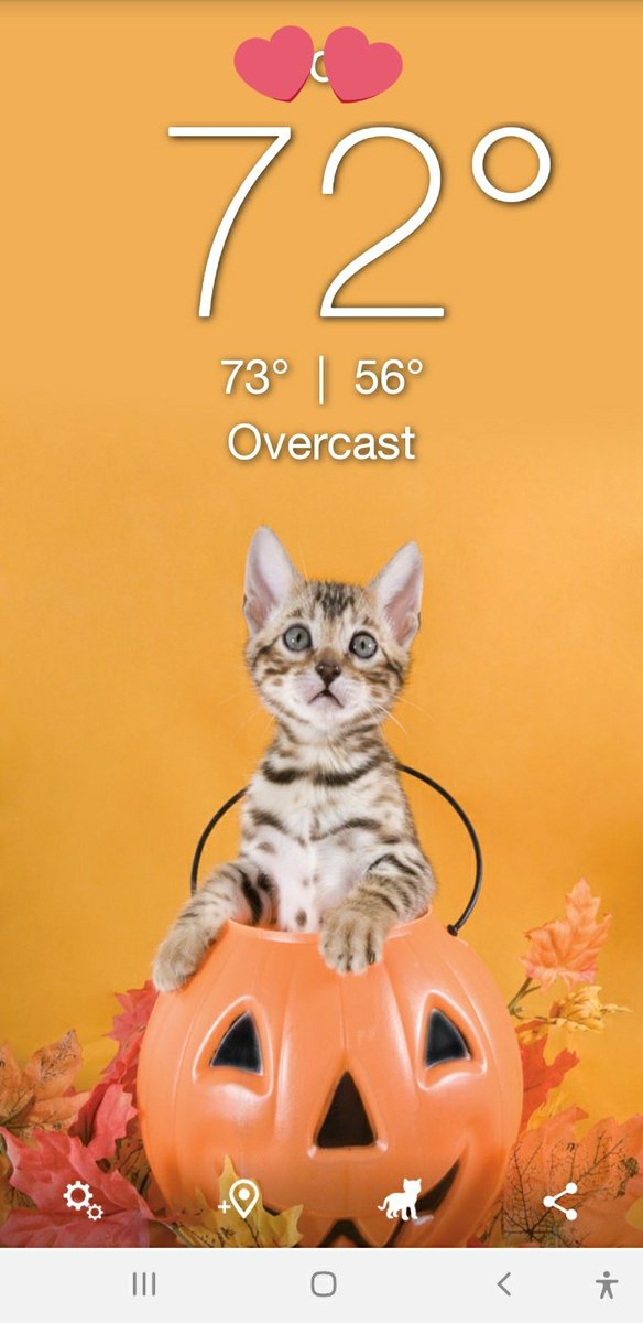 missnadja's tweet image. If you're not using the @WeatherKitty app, why not?! Look how cute these Halloween kitties are!