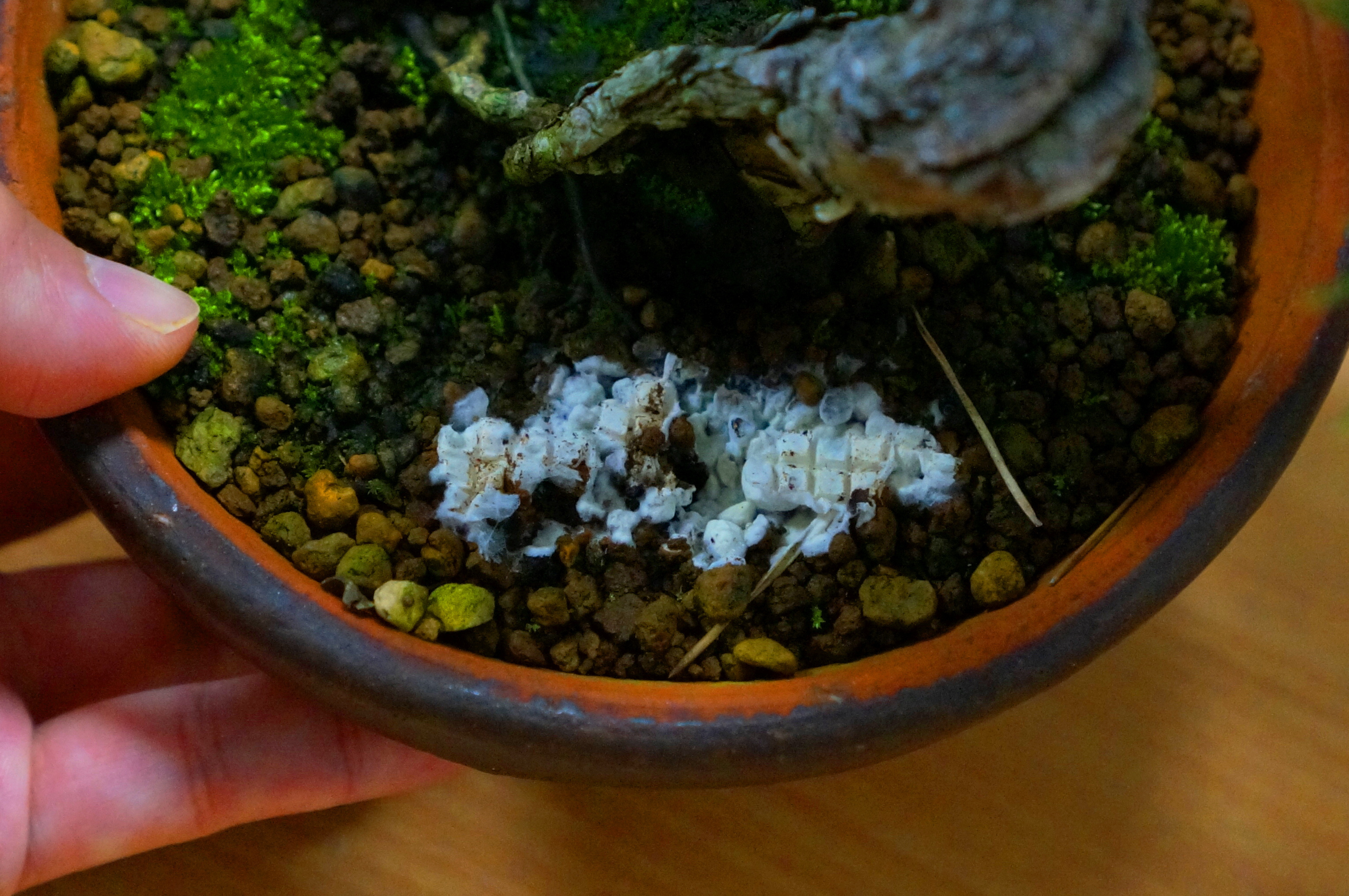 Tomy 富威 Bonsai おはようございます 新しい動画を公開しました T Co Mctnhqh4xo 良い菌キテマスキテマス 有機肥料の袋詰めについてです 盆栽 Bonsai 肥料 東商 発酵 油かす おまかせ 超発酵油かす T Co Py4rwkyxic