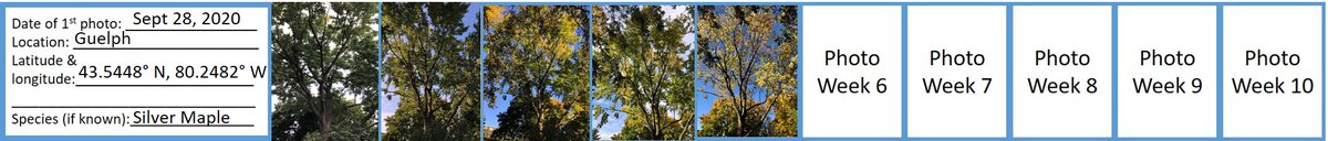 shoshanahjacobs's tweet image. Week 5 (for me!) of #ProjectTree and as 'the winds grow a little bit colder' my tree is more bare!

So excited to be part of the community of over 2,000 people building this #DigitalForest with @uofg #BIOL1070

@TLJKelly @marklipton @dawnbazely @TCNoel @oCUBEorg