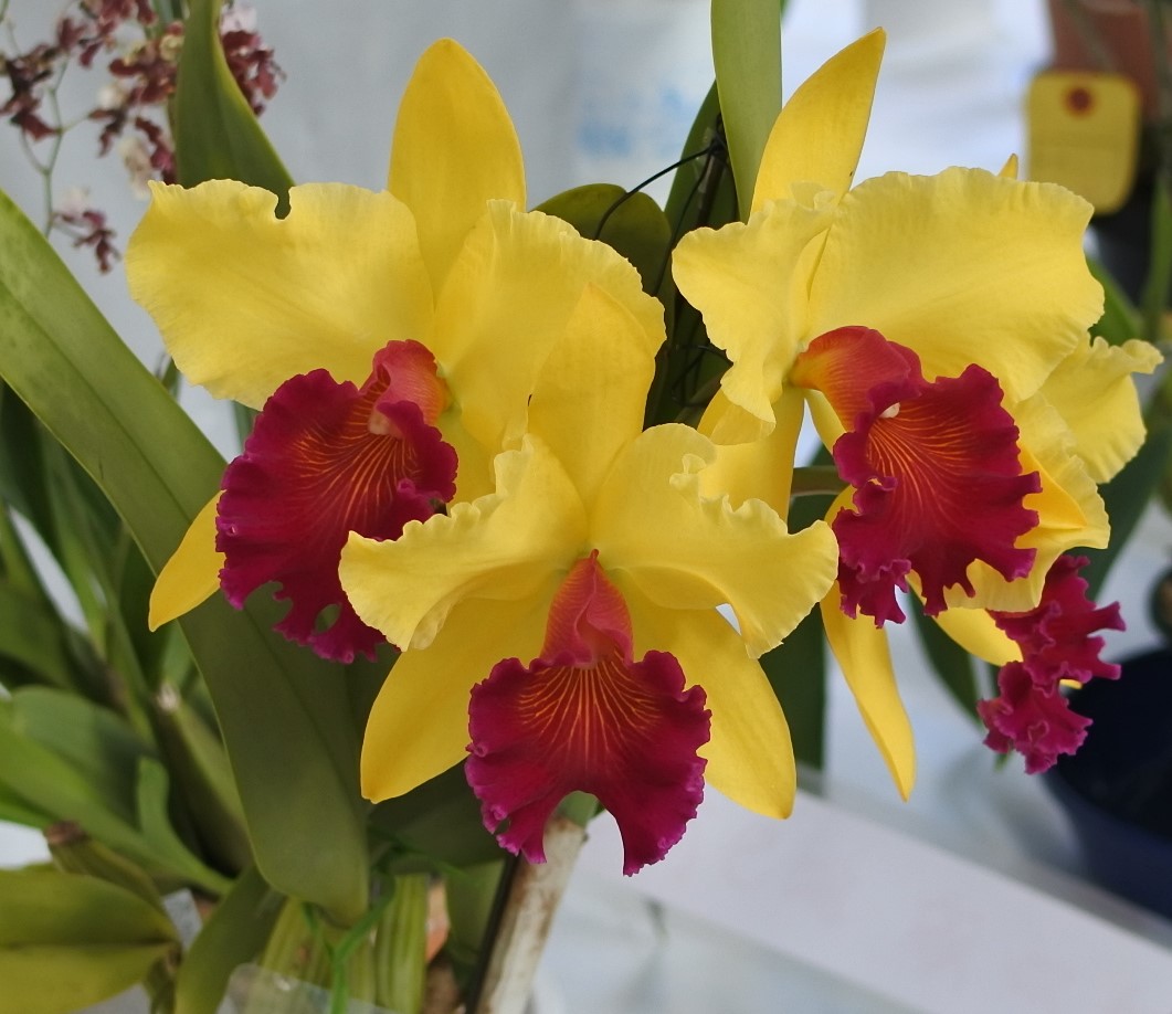 かっちゃん 名古屋からおはようございます カトレア 花 Flowers カトレア Cattleya Orchids かっちゃん 名古屋からおはようございます カトレア 花 Flowers カトレア Cattleya Orchids