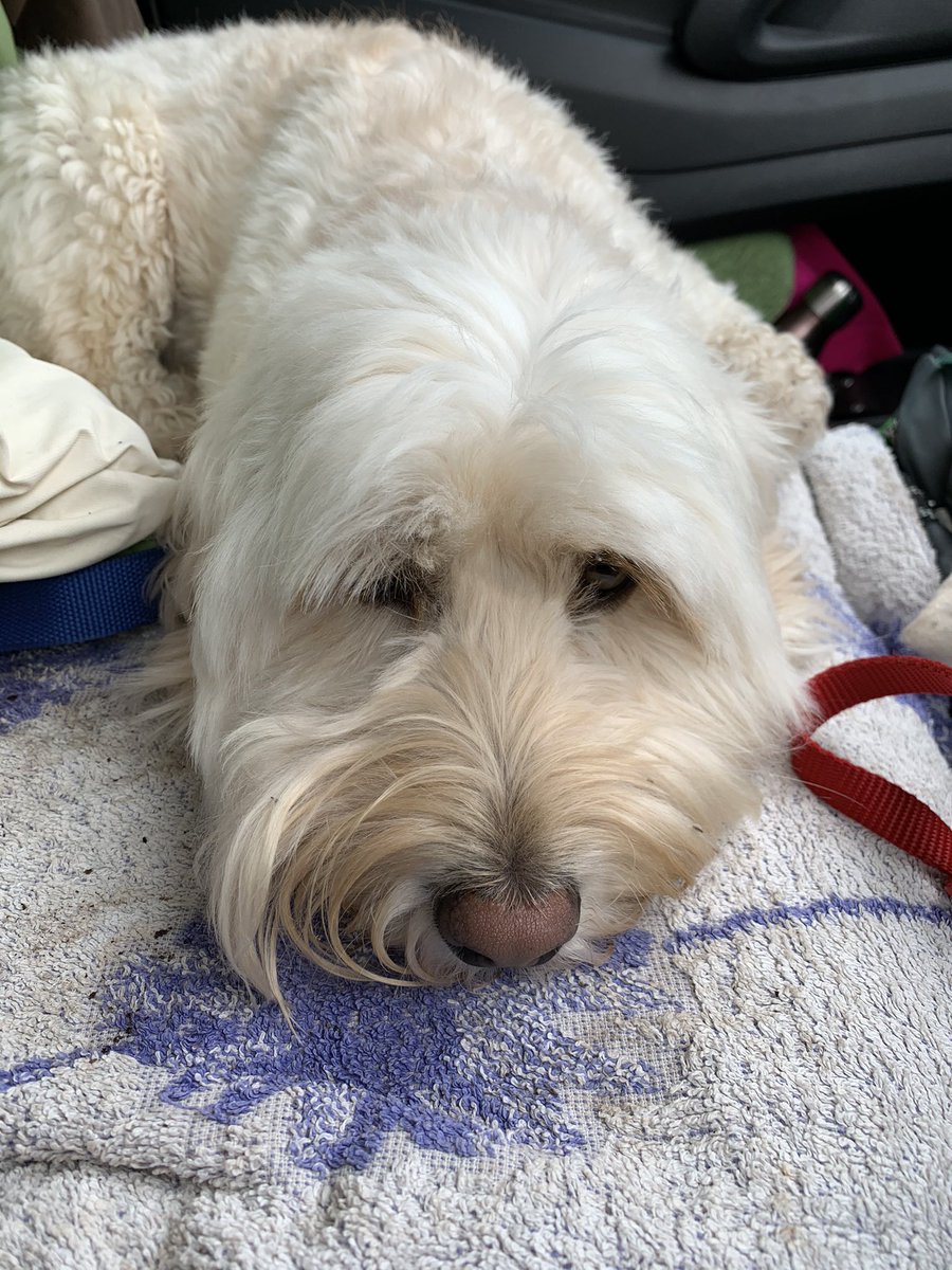 perkinspets's tweet photo. It’s tiring working putting a shift in with mum. 

Riding shotgun in the van AND keeping all the pooches in line 💁🏼‍♀️ https://t.co/PsS3vUBpHr