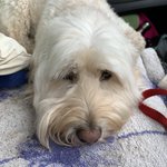 Photo by Perkins Pet Services (@perkinspets)