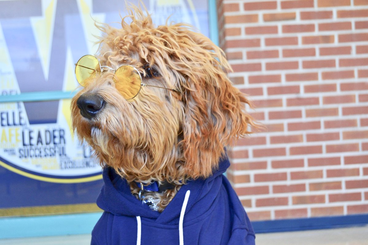 WhitnallSchools's tweet photo. Officer Susie has been busy training Whitnall's new therapy dog. Thank you to the Greenfield Police Department for the adorable addition! Everyone, meet Gizmo! https://t.co/2KBaNaQea2
