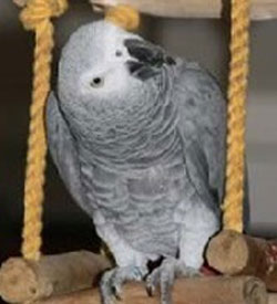 This is how to convert your Parrot onto a pelleted diet. northernparrots.com/successfully-c…