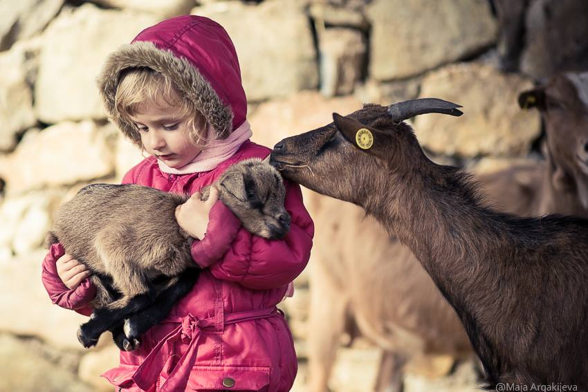 AFamilyOTR's tweet photo. Time flies, can't believe it's been 6 years.
#kidsloveanimals #kids #childhoodmemories #childhood #animals #animallovers #AnimalOfTheDay #goats #naturelover #Macedonia #animalphotography
https://t.co/3rMfUd56zB https://t.co/edayLvDs8Y