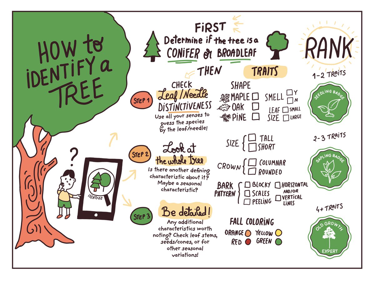TreeMamaSEA's tweet image. Happy #Seattle&apos;s Arbor Week (Oct 26-30)! Time for art!

1st up: our infographic explaining the &apos;1-2-3&apos; McBride Method. This process is used to &apos;identify and rank&apos; the trees in our #iSeaTree app! 

Who is ready to follow the steps and master tree id&apos;ing? 
@SeattleAudubon @TreepacO
