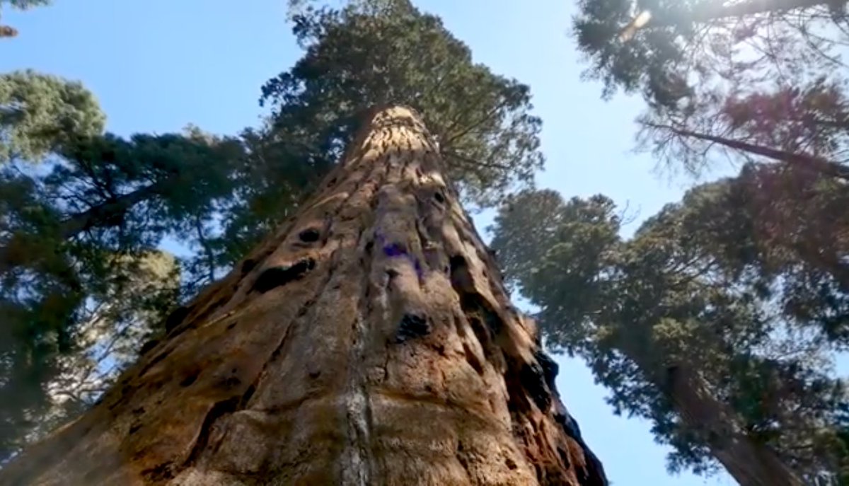Why observe #trees with #NASAGO? #Citizenscience measurements of tree height can add the third dimension to maps of forests, providing insight into just how much carbon a forest is storing. Learn more: youtube.com/watch?v=82-kA0…