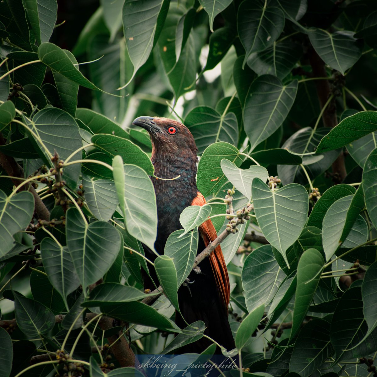 Greater coucal!!
#birdwatching #birdphotographersofindia #birdsphotography #photography