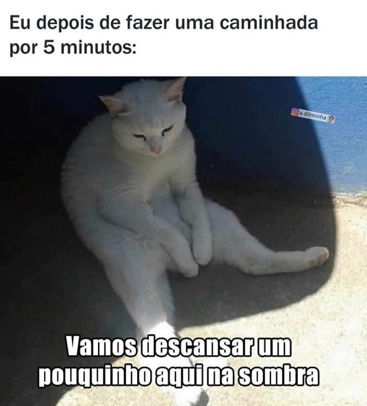 Memes acessíveis - Descrição: na foto de cima, um gato branco