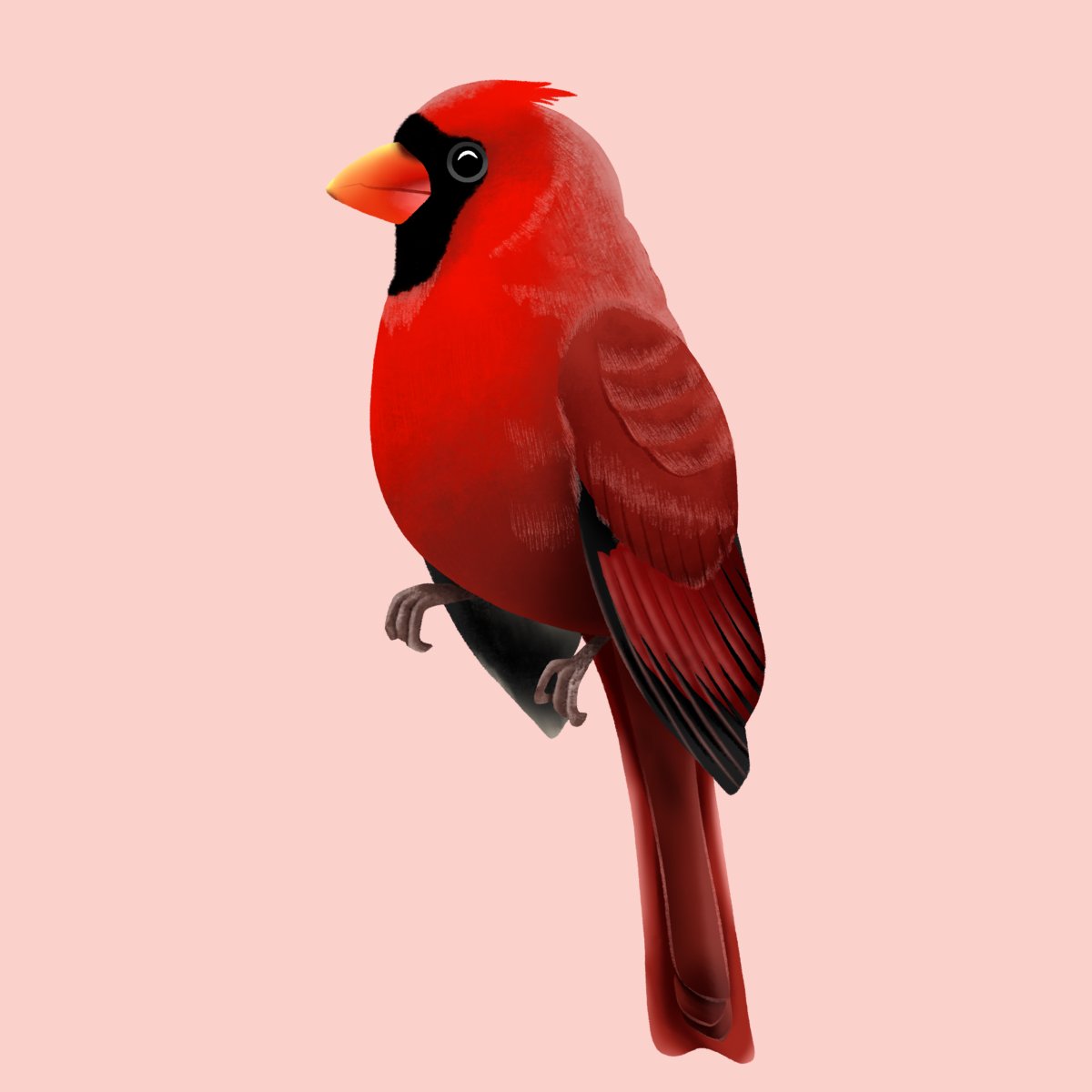 rachillustrate's tweet photo. Been drawing some birds lately 🐦 https://t.co/PbYdaUKsfD