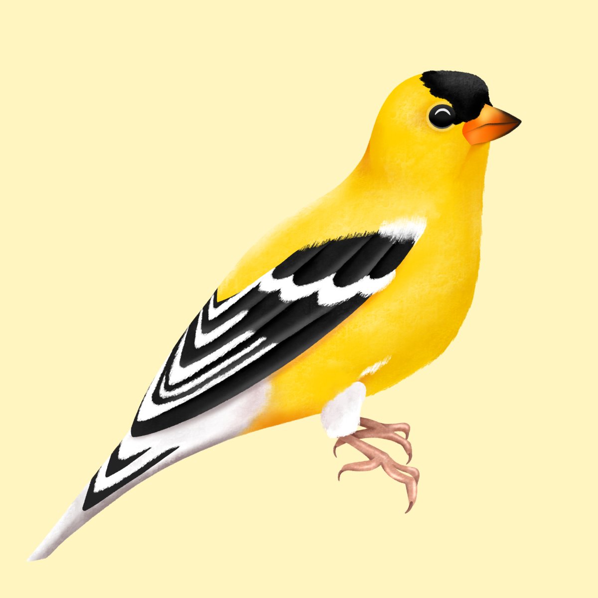 rachillustrate's tweet photo. Been drawing some birds lately 🐦 https://t.co/PbYdaUKsfD