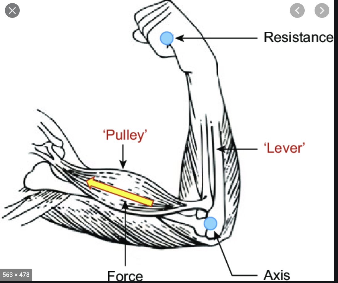I think that weight lifting has been overly influenced by a simple Newtonian paradigm of levers and pulleys. This comes from an overemphasis on the muscles themselves which appear as levers, but when combined with fascia do something totally different.