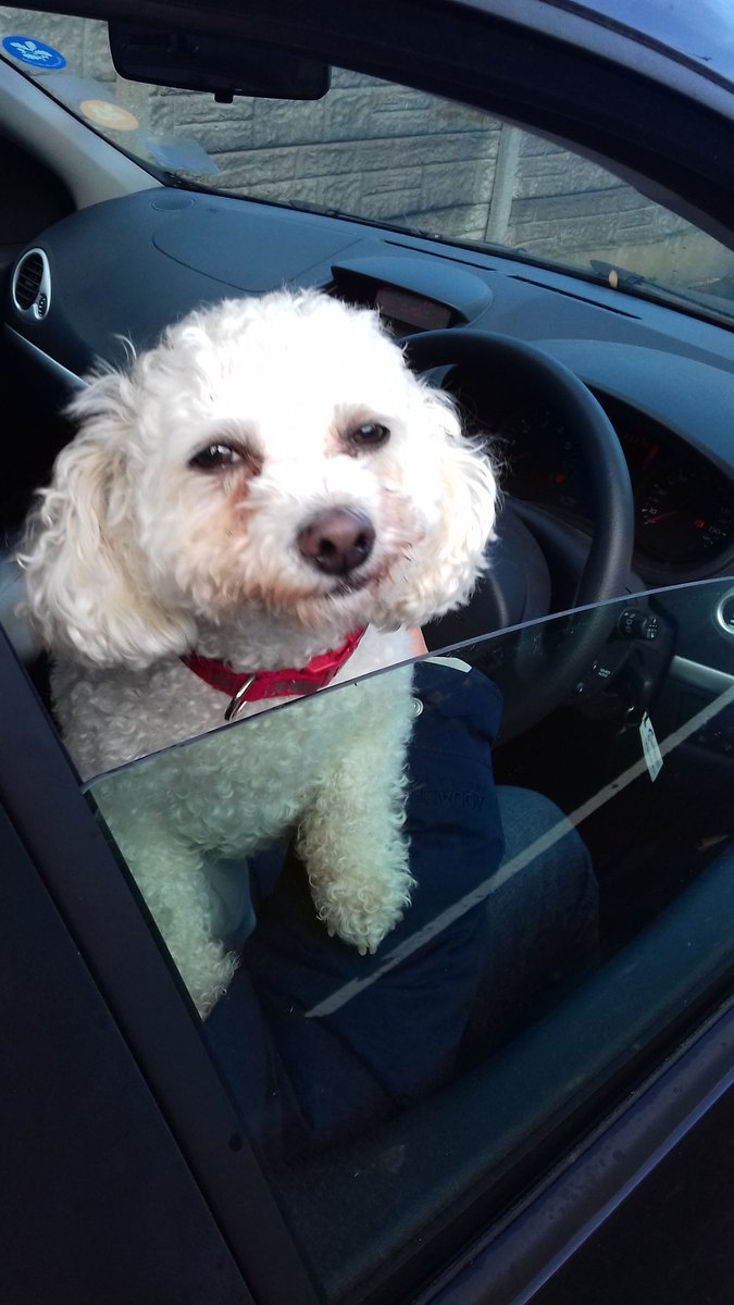 ALittleDog3's tweet photo. I stayed in the car to protect one of my hoomans (legs visible in this photo) while the other had to go and do stuff. This is when I spotted the return. I call this "just where do you think you've been?" https://t.co/ccef7dceSs