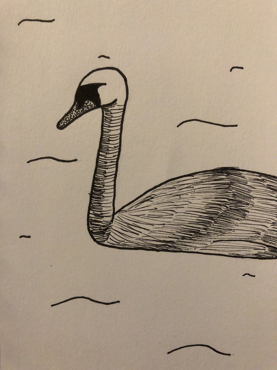 wolf_aeryn's tweet photo. @NAHS4AFHS @JenCave_73 
Inktober Day 28: Float
Decided on a swan, but I didn’t have much inspiration this time. I only had Float On by Modest Mouse stuck in my head. #inktober2020 #Inktober #PatriARTIST https://t.co/GY44jTSqEl