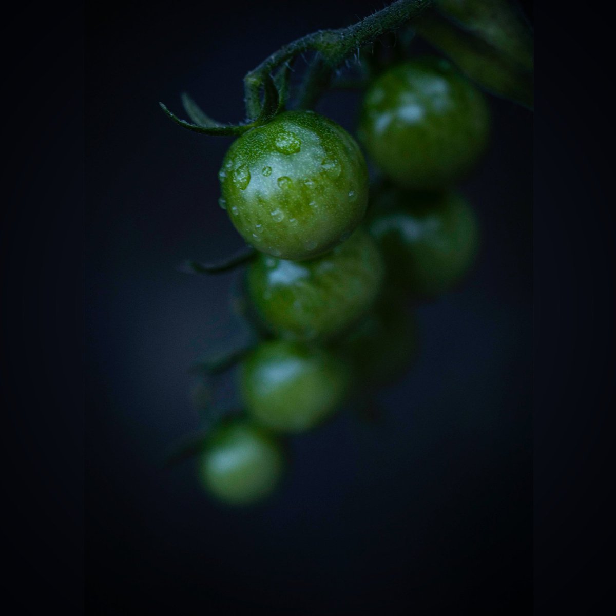 gav_pat's tweet photo. The last truss of 2020 tomatoes - been such a #tempestuous year thought they deserved to be #captured for #posterity.
My@#photography of #Homegrown #tomatoes #duringapandemic #difficultyear #gardening for #mentalwellness #sanctuary #Covid19UK https://t.co/sqWVT4jlIW