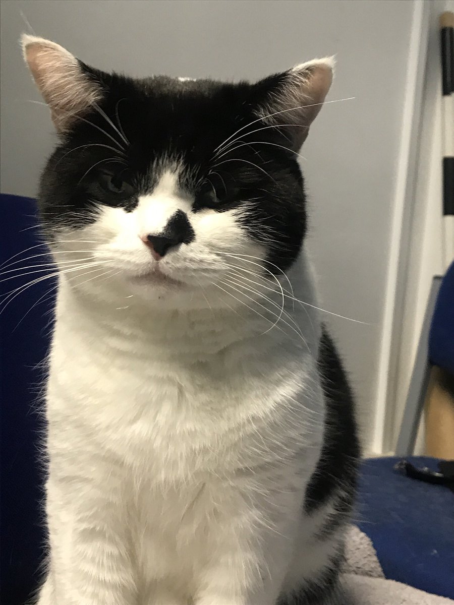 stationmoggy's tweet photo. @WYP_Contact
Dale - run out of treats ๐ฟ๐ฟ๐ฟ๐ฟ๐ฟ๐ฟ๐ฟ๐ฟ๐ฟ๐ฟ
Bring more next time๐๐ป
#HangryFace ๐ผ๐ผ๐ผ https://t.co/Gh63Jhx9OQ