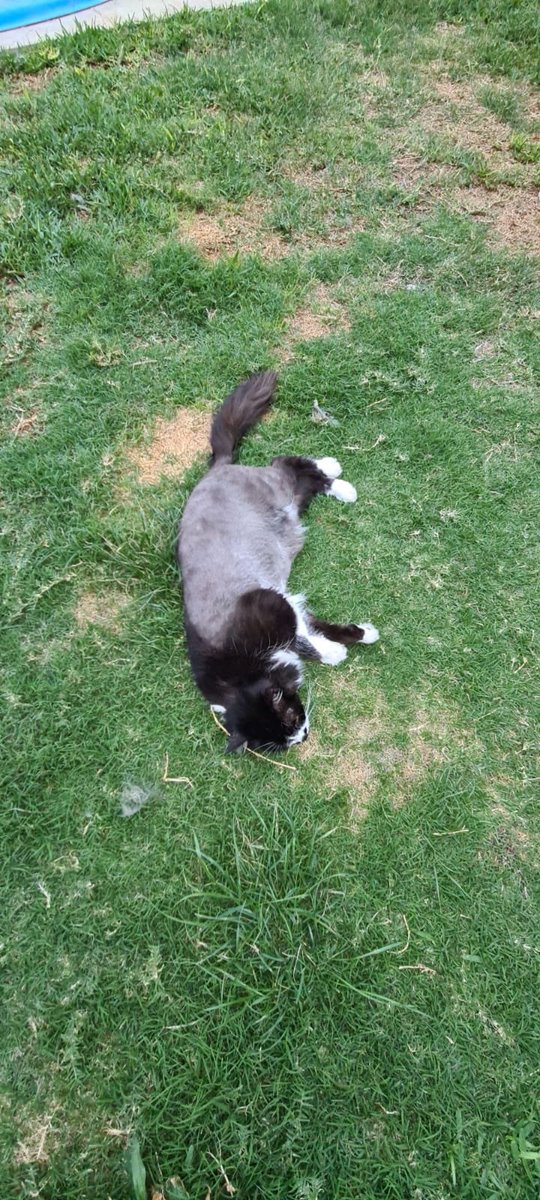 martu_gianotti's tweet photo. Cuando llevar a tu gato a la peluquería male sal 😅😅😅😅 https://t.co/3jY2iRbVKL