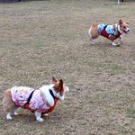 ツイートに含まれる画像
