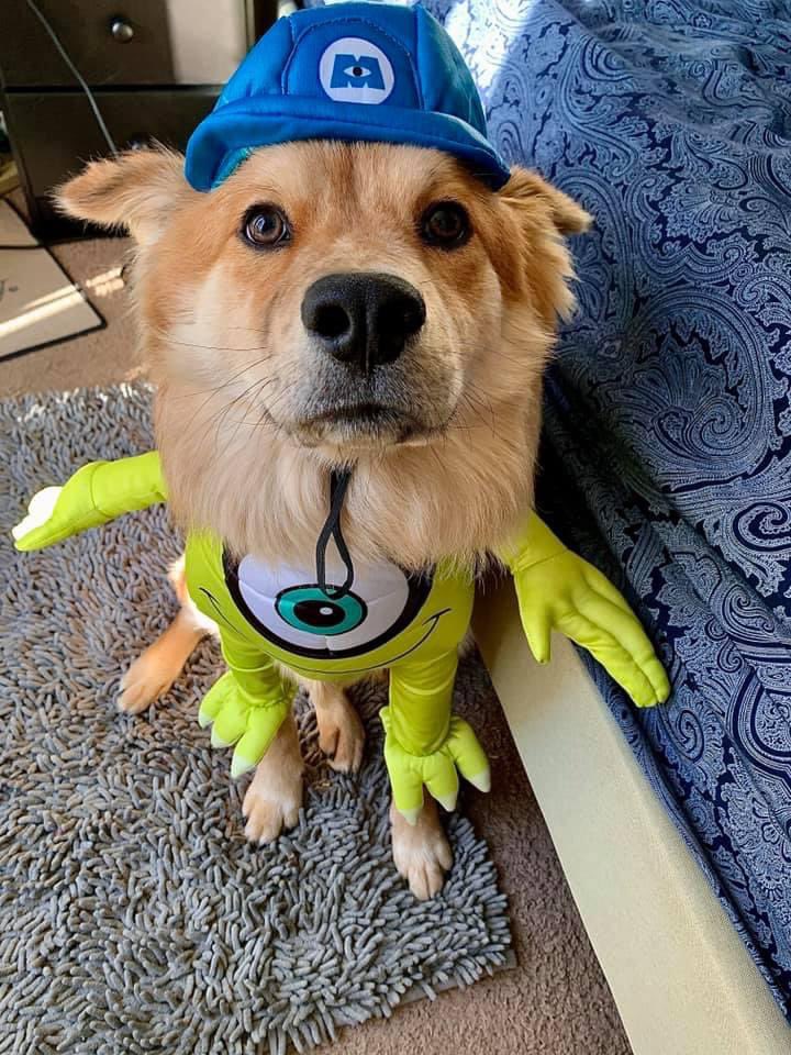 BFBiscuitsSC's tweet photo. Our two winners!!!! Congratulations to Saban aka Mike Wizowski, and Max the HotDog! 🦴🎃🐾👻🐶💙🍁 
#dogsoftwitter #yeahTHATgreenville #greenvillesc #etsyshop #dogtreats #southcarolina #halloweengiveaway #Halloween #CostumeContest https://t.co/rXtp0dmO7x