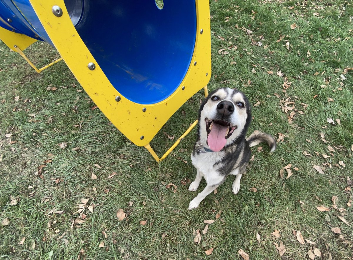 Pepé has no interest in the tunnel.She’ll sit in front of it, sure. But going inside? It’s not for her.