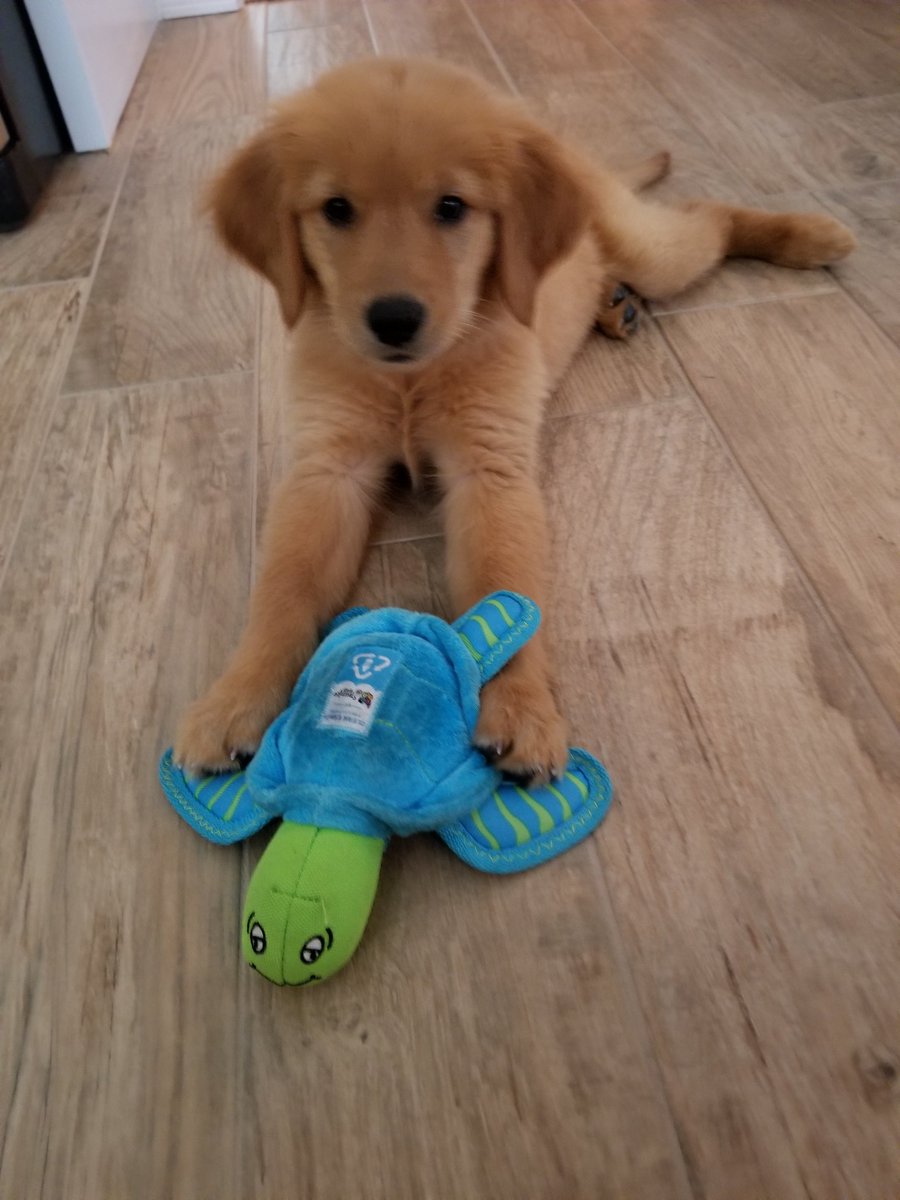 richhensler's tweet photo. @WFLAAvery @TomBrady @Buccaneers I'll bet it seems like only yesterday that Belle looked like our Lido. Enjoy every day! https://t.co/I2Z0Pwo7ir