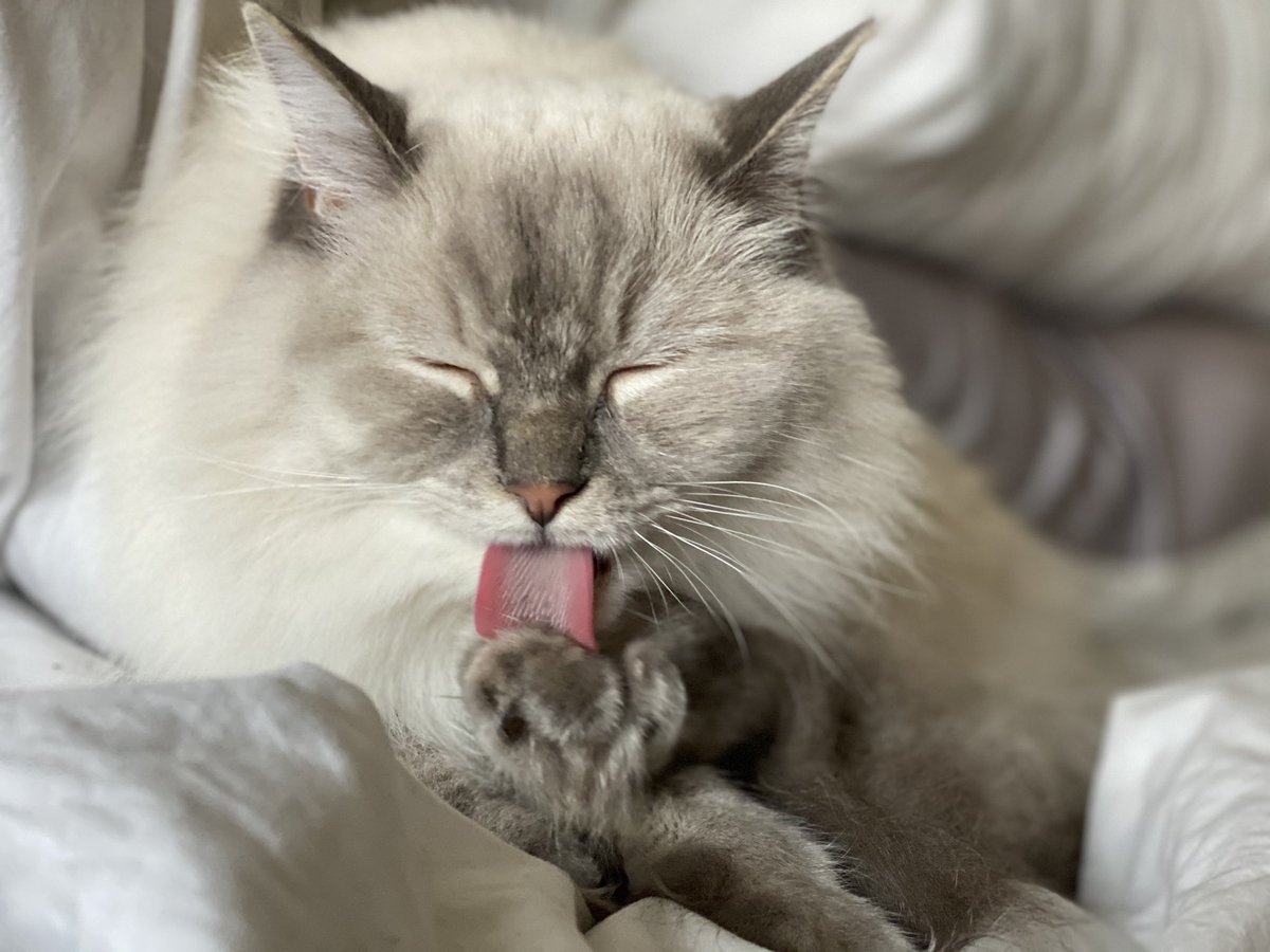 I made it through another Tuesday, so here are some pictures of my cat trying to clean her foot.