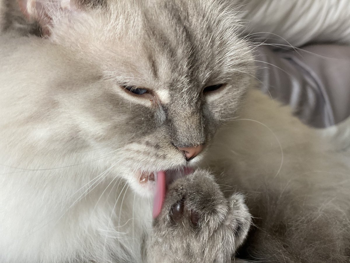 I made it through another Tuesday, so here are some pictures of my cat trying to clean her foot.