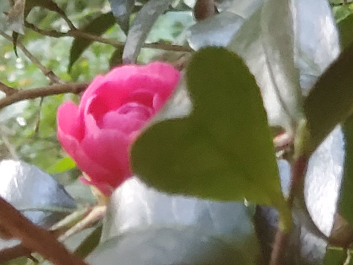 ハートのはっ葉の山茶花を Twitter Search