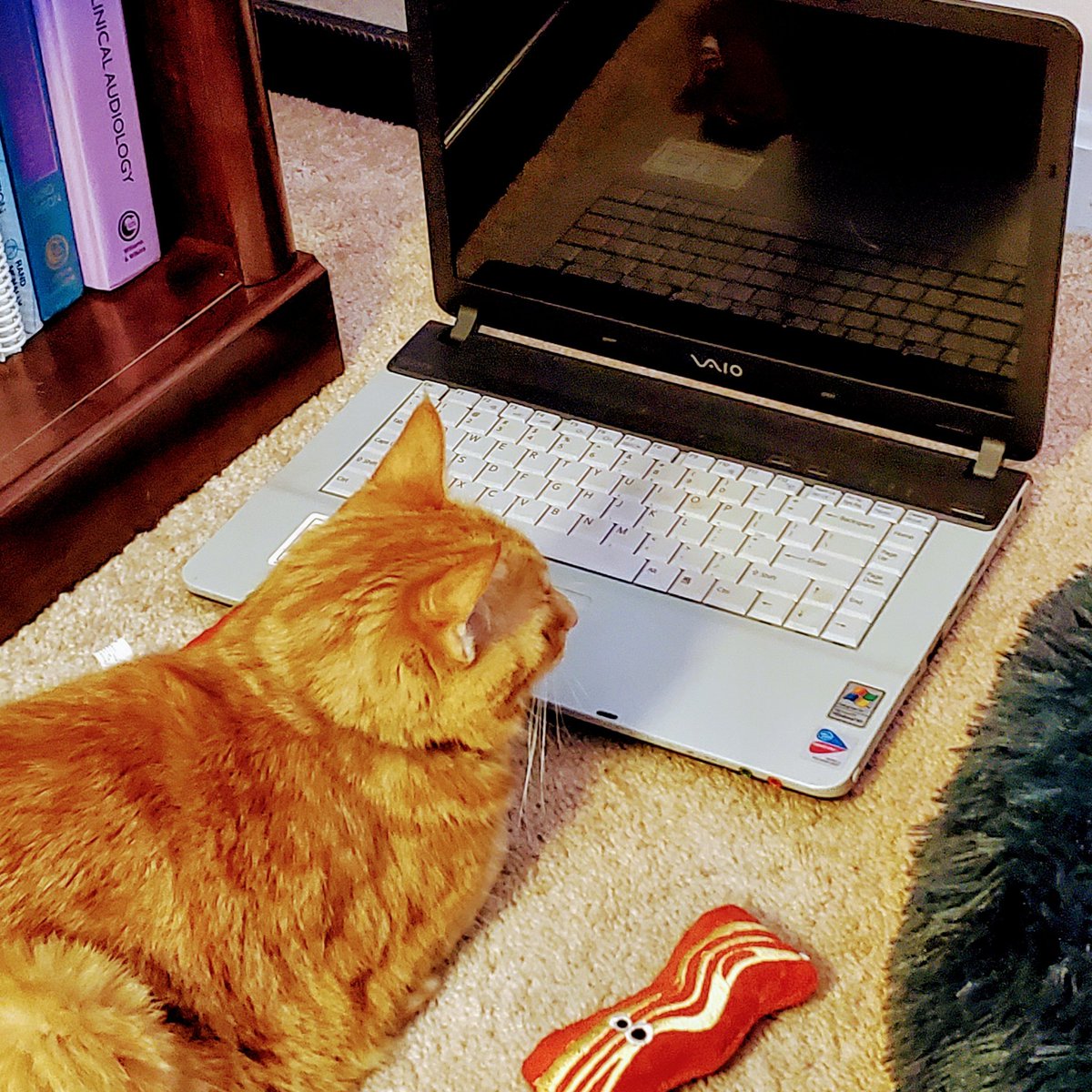 dallastexgal's tweet photo. Hobbes is happy to *finally* have his OWN laptop, with a side of bacon, of course! Unfortunately, this doesn't keep him off my data sheets while doing online speech therapy. #CatsOfTwitter https://t.co/J5OKdqzWXp