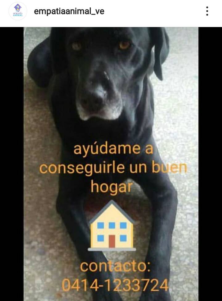 PerroUsuario's tweet photo. Esta hermosa 🐕 #BuscaUnHogar #Caracas Esterilizada y vacunada. Más información al número publicado https://t.co/vzb8NlSIGr
