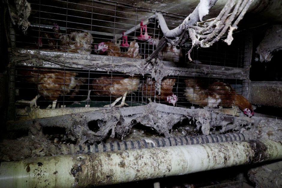 L214 épingle un élevage sordide de poules pondeuses dans l’Oise https://t.co/EsbTuwvbdN https://t.co/4VHqQ2bVdE